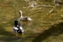Ducks