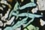 Fuchsite