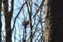 hawk nest