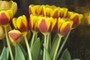 Fresh flowers!