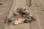 熊と枯れた添えられた花