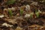 bloodroot emerging
