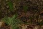 trout lily