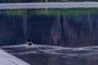 Ducks