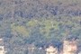 Mixed forest, MIxed Phenology