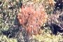 Dead leaves