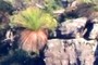 Cool cliff bush