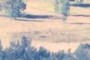 Distant Kangaroos?