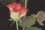 The Greg Chaille Rose