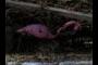 Pink flamingo