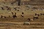 elk