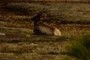 elk