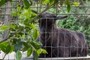 other goat
