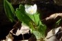 more bloodroot
