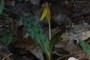 trout lily