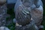 Stone Carving