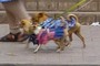Three miniature dogs