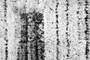 NDVI