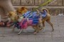 dogs