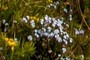 Wildflowers
