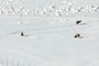 elk 