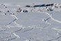 elk tracks