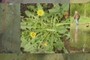 Dandilions