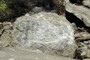 Marine fossils