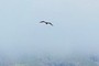 icelandic bird