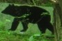 Black Bear target