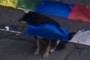 A dog