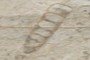 Turitella