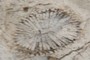 Coral fossil