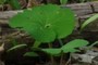bloodroot