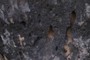 Vesicular