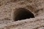 Critter hole