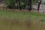 Natural levee