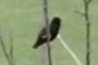 European Starling