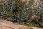 mountain mahogany