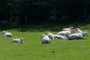 cows tired