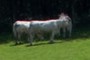 cows not tired