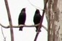 Starlings