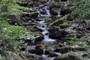 Small forest stream