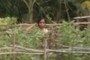 hidden child