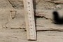 Scale