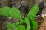 solomon seal and shadow