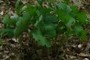 bloodroot