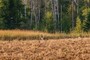 More Geese