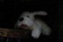 Wee dog