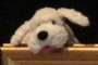 Doggy 3